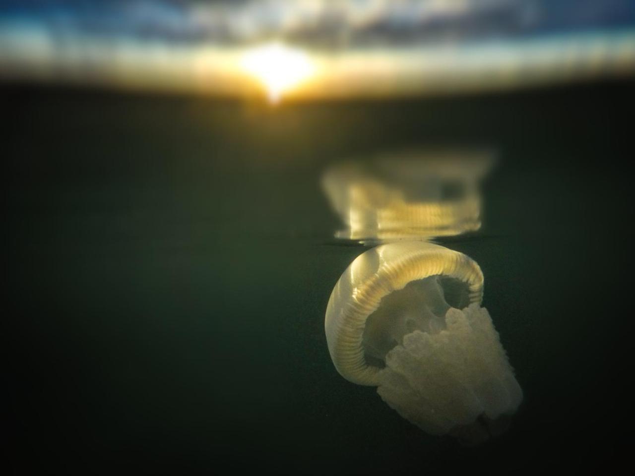Emayani Beach Lodge Pangani Dış mekan fotoğraf